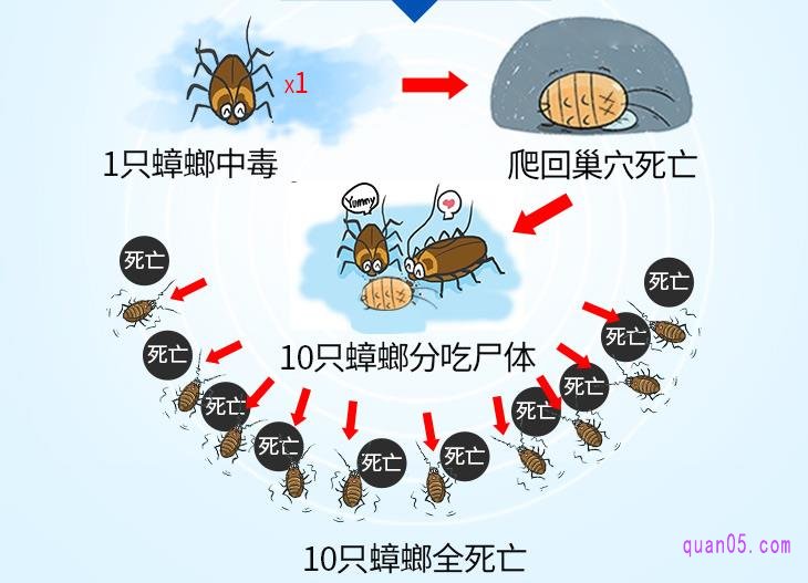 买蟑螂药需要注意什么