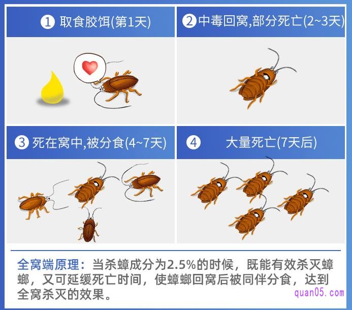 使用杀蟑胶饵进行捕杀蟑螂